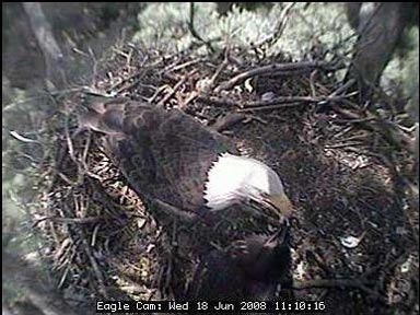 Blackwater eaglets