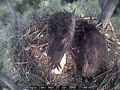 Blackwater eaglets