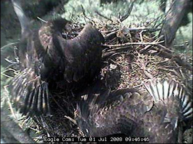 Blackwater eaglets