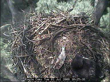 Blackwater eaglets