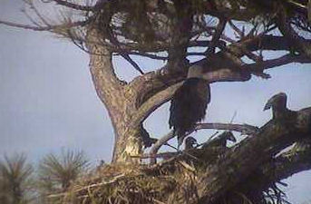 Cape Coral I eaglets