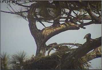 Cape Coral I eaglets