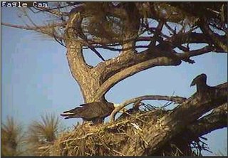 Cape Coral I eaglets