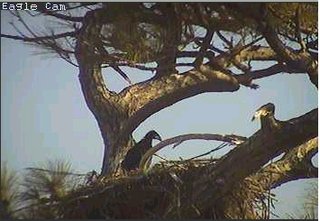 Cape Coral I eaglets