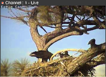 Cape Coral I eaglets