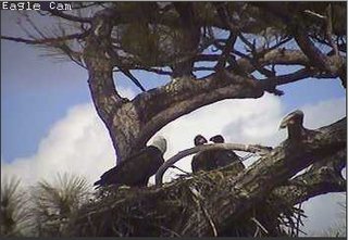 Cape Coral I eaglets