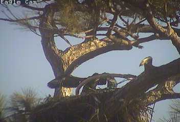 Cape Coral I eaglets