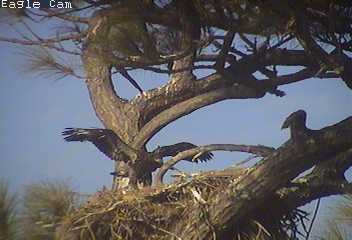 Cape Coral I eaglets