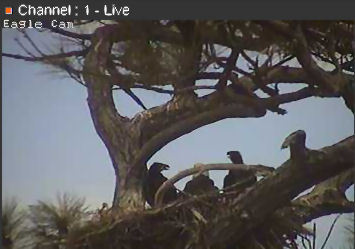 Cape Coral I eaglets