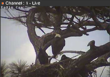 Cape Coral I eaglets