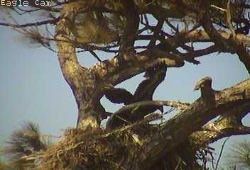 Cape Coral I eaglets