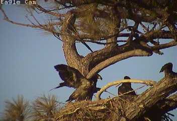 Cape Coral I eaglets
