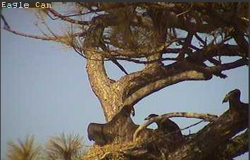 Cape Coral I eaglets