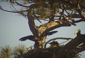 Cape Coral I eaglets