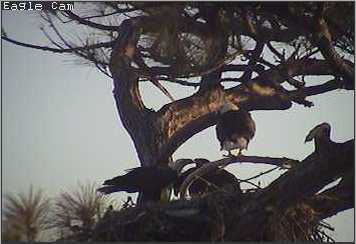 Cape Coral I eaglets