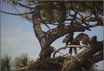Cape Coral I eaglets