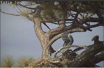 Cape Coral I eaglets