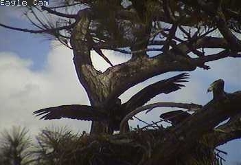 Cape Coral I eaglets