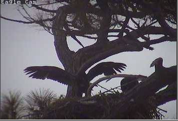 Cape Coral I eaglets