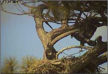 Cape Coral I eaglets