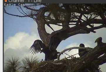 Cape Coral I eaglets