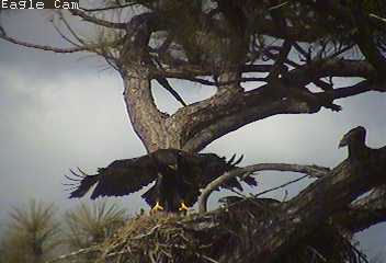 Cape Coral I eaglets