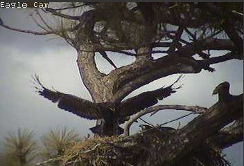 Cape Coral I eaglets