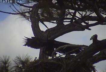 Cape Coral I eaglets