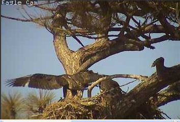 Cape Coral I eaglets
