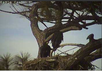 Cape Coral I eaglets