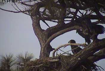 Cape Coral I eaglets