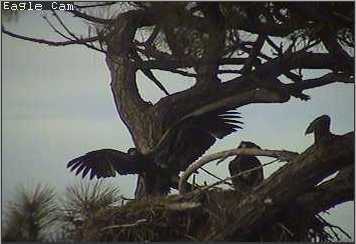 Cape Coral I eaglets