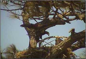Cape Coral I eaglets