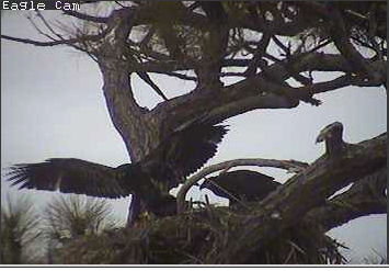 Cape Coral I eaglets