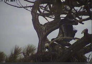 Cape Coral I eaglets