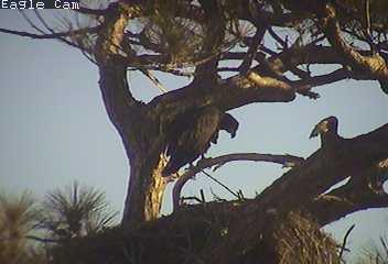 Cape Coral I eaglets