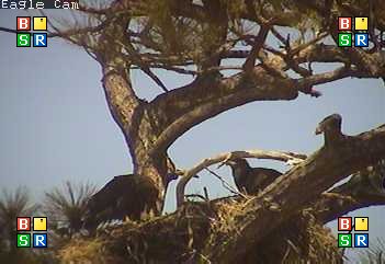 Cape Coral I eaglets