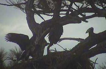 Cape Coral I eaglets