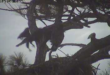 Cape Coral I eaglets