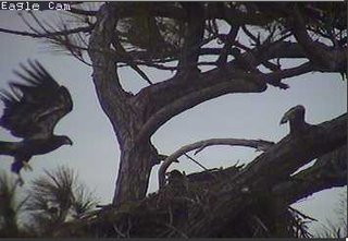 Cape Coral I eaglets