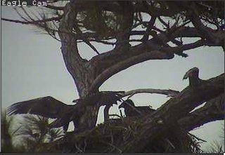 Cape Coral I eaglets