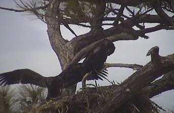 Cape Coral I eaglets