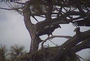 Cape Coral I eaglets
