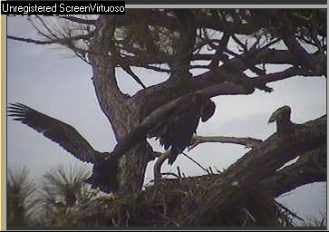 Cape Coral I eaglets