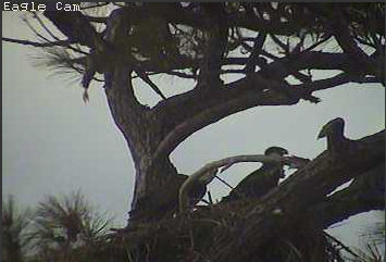 Cape Coral I eaglets