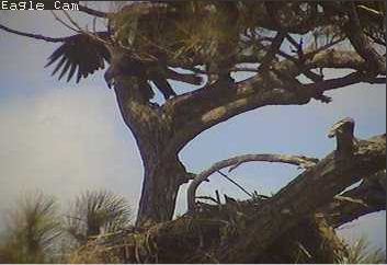 Cape Coral I eaglets