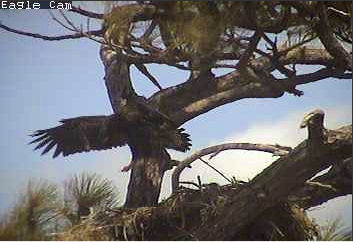 Cape Coral I eaglets
