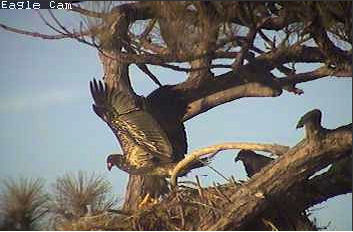 Cape Coral I eaglets