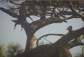 Cape Coral I eaglets