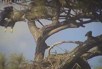Cape Coral I eaglets